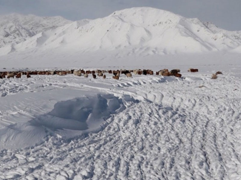 Нийт нутгийн 46 хувьд цастай байна